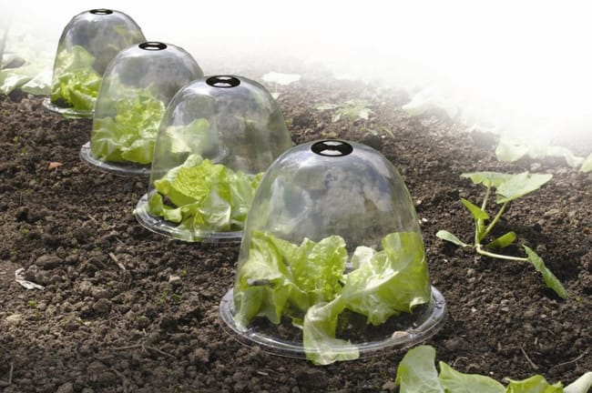 Lot de 3 cloches salade NORTENE